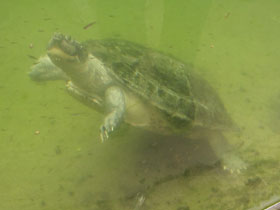 Фото Arrau river turtle