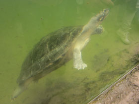 Фото Arrau river turtle