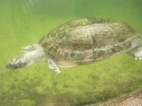 Фото Arrau river turtle