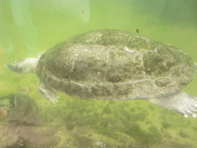 Фото Arrau river turtle