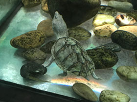 Фото Razor-backed musk turtle