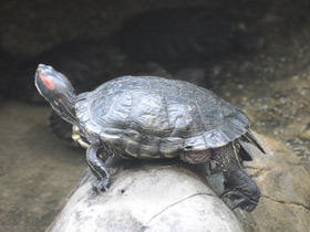 Фото Красноухая черепаха