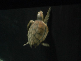 Фото Loggerhead sea turtle