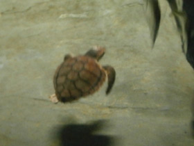Фото Loggerhead sea turtle