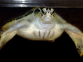 Фото Green sea turtle