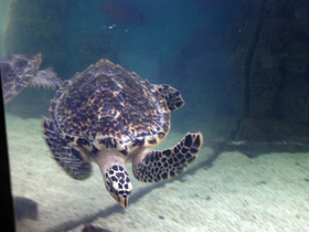 Фото Hawksbill sea turtle