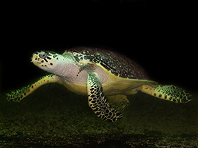Фото Hawksbill sea turtle
