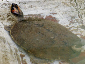 Фото Indian flapshell turtle