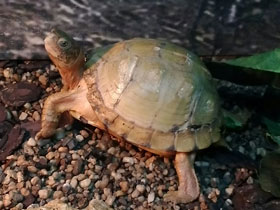 Фото Three-toed box turtle