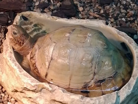 Фото Three-toed box turtle