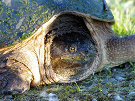 Фото Common snapping turtle