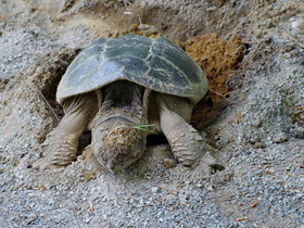 Фото Common snapping turtle