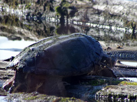 Фото Common snapping turtle