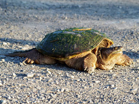 Фото Common snapping turtle