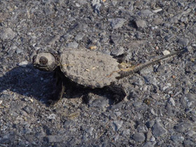 Фото Common snapping turtle