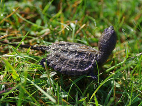 Фото Common snapping turtle