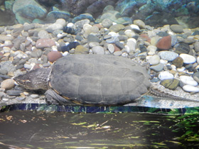 Фото Common snapping turtle