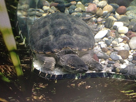Фото Common snapping turtle