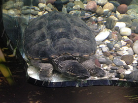 Фото Common snapping turtle