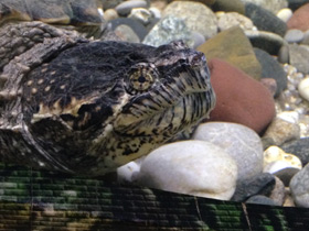 Фото Common snapping turtle