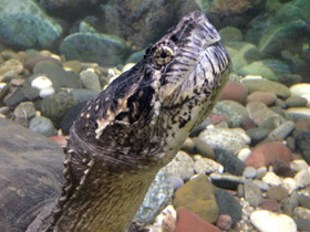 Фото Common snapping turtle