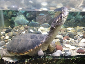 Фото Common snapping turtle