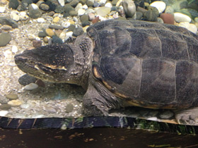 Фото Common snapping turtle