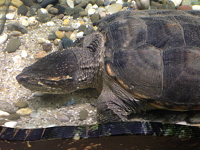 Фото Common snapping turtle