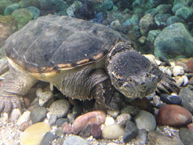 Фото Common snapping turtle