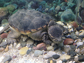 Фото Common snapping turtle