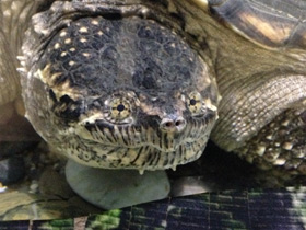 Фото Common snapping turtle