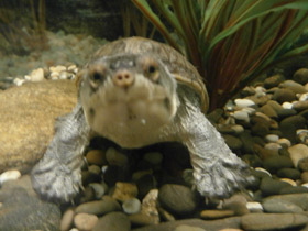 Фото Narrow-bridged musk turtle
