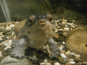 Фото Narrow-bridged musk turtle