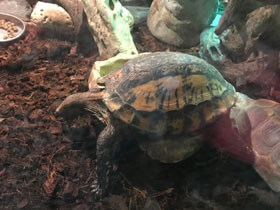 Фото Keeled box turtle