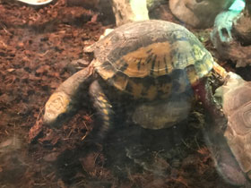 Фото Keeled box turtle