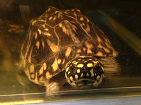 Фото Spotted pond turtle