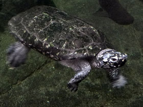 Фото Spotted pond turtle