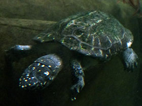 Фото Spotted pond turtle