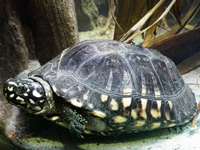 Фото Чёрная пятнистая прудовая черепаха