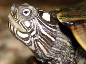 Фото Southern Map Turtle