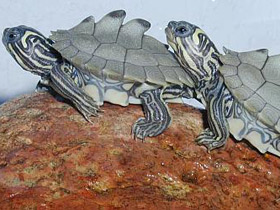 Фото Southern Map Turtle