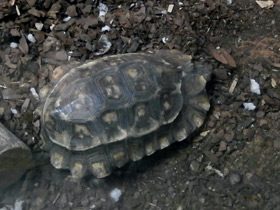 Фото Bell's hinge-back tortoise