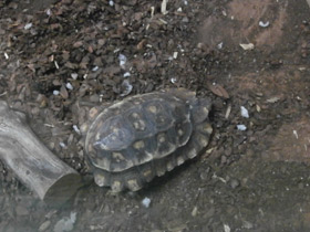 Фото Bell's hinge-back tortoise