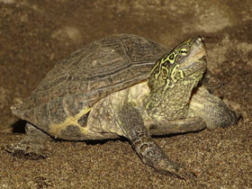 Фото Chinese Three-keeled Pond Turtle