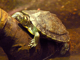 Фото Yellow-headed sideneck turtle