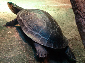 Фото Yellow-headed sideneck turtle