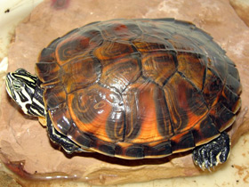 Фото Florida Red-bellied turtle