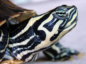 Фото Florida Red-bellied turtle