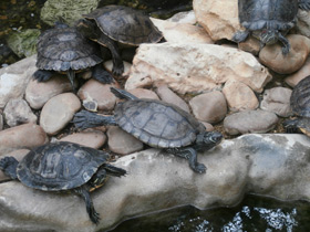 Фото Florida Red-bellied turtle