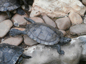 Фото Florida Red-bellied turtle